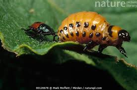 Attēlu rezultāti vaicājumam “Leptinotarsa decemlineata”