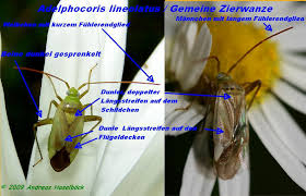 Attēlu rezultāti vaicājumam “Adelphocoris lineolatus imago”