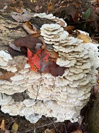 Attēlu rezultāti vaicājumam “Trametes”