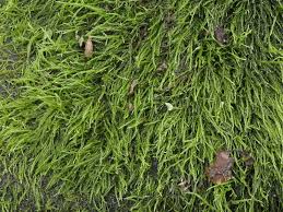 Attēlu rezultāti vaicājumam “Amblystegium serpens macro”