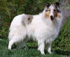 Rainshade Collies | Internationally Renowned Rough Collie Breeder ...