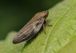 Attēlu rezultāti vaicājumam “Aphrophora alni”