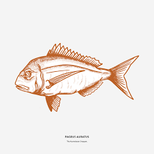 Image result for Pagrus auratus