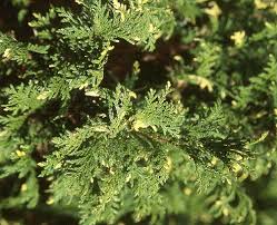 Attēlu rezultāti vaicājumam “Conardia compacta”