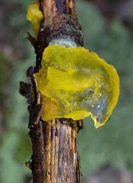 Attēlu rezultāti vaicājumam “Tremella mesenterica”