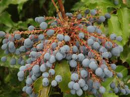 Attēlu rezultāti vaicājumam “Mahonia aquifolium fruit”