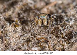 Attēlu rezultāti vaicājumam “Aelurillus v-insignitus”