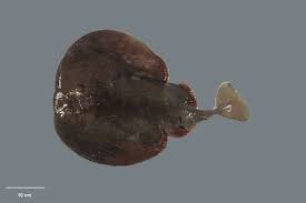 Image result for Tetronarce nobiliana