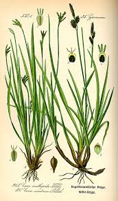Attēlu rezultāti vaicājumam “Carex ericetorum”