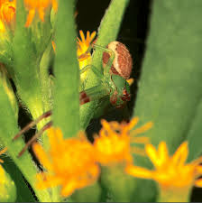 Attēlu rezultāti vaicājumam “Diaea dorsata male”