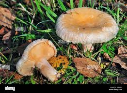 Attēlu rezultāti vaicājumam “Lactarius torminosus”