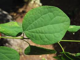 Attēlu rezultāti vaicājumam “Cercidiphyllum japonicum leaf”