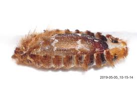 Attēlu rezultāti vaicājumam “Megatoma undata”