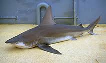 Image result for Carcharhinus isodon