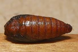 Attēlu rezultāti vaicājumam “Semioscopis avellanella”