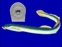 Attēlu rezultāti vaicājumam “Lampetra fluviatilis”