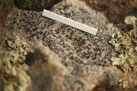 Attēlu rezultāti vaicājumam “Physarum licheniforme macro”