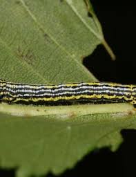 Attēlu rezultāti vaicājumam “Abraxas sylvata imago”