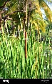 Attēlu rezultāti vaicājumam “Typha angustifolia  leaf”