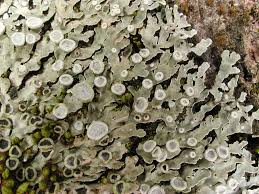 Attēlu rezultāti vaicājumam “Physconia distorta”