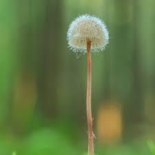 Attēlu rezultāti vaicājumam “Spinellus fusiger”