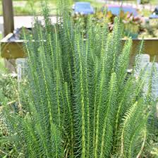 Attēlu rezultāti vaicājumam “Hippuris vulgaris”