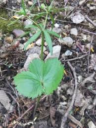 Attēlu rezultāti vaicājumam “Ranunculus cassubicus”