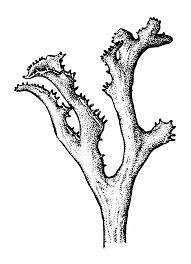 Attēlu rezultāti vaicājumam “Cetraria ericetorum”