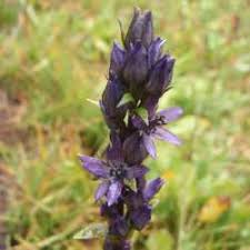 Attēlu rezultāti vaicājumam “Swertia perennis flower”