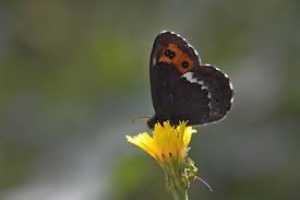 Attēlu rezultāti vaicājumam “Erebia ligea”