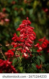 Attēlu rezultāti vaicājumam “Lobeliaceae”