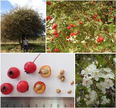 Attēlu rezultāti vaicājumam “Crataegus monogyna”