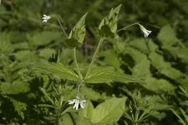 Attēlu rezultāti vaicājumam “Stellaria nemorum leaf”