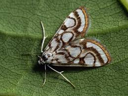 Attēlu rezultāti vaicājumam “Nymphula nitidulata”