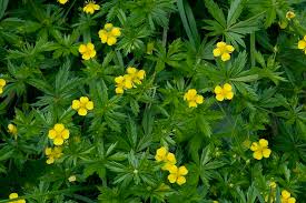 Image result for Potentilla erecta