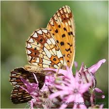 Attēlu rezultāti vaicājumam “Clossiana selene”