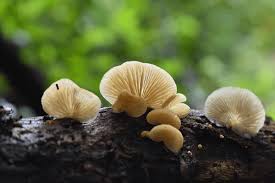 Attēlu rezultāti vaicājumam “Crepidotus applanatus”