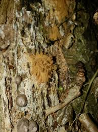 Attēlu rezultāti vaicājumam “Cribraria cancellata var. fusca stalked”