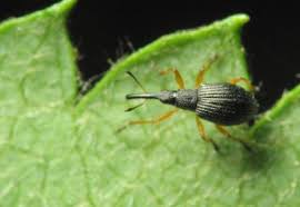 Attēlu rezultāti vaicājumam “Protapion sp.”