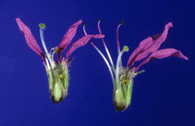 Attēlu rezultāti vaicājumam “Lythraceae”
