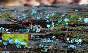 Attēlu rezultāti vaicājumam “Chlorociboria aeruginascens”