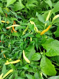 Afbeeldingsresultaat voor thai yellow hot pepper