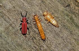 Attēlu rezultāti vaicājumam “Cucujus cinnaberinus larva”