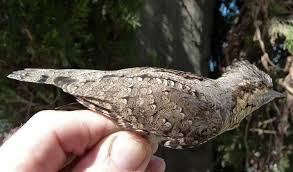 Attēlu rezultāti vaicājumam “Jynx torquilla adult”