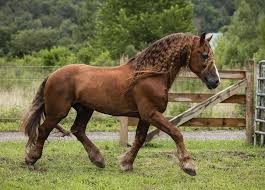 Image result for chestnut friesian