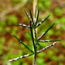 Attēlu rezultāti vaicājumam “Badhamia melanospora spores”