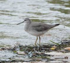 Image result for Tringa brevipes