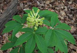 Attēlu rezultāti vaicājumam “Aesculus”