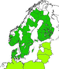 Attēlu rezultāti vaicājumam “Brachonyx pineti”