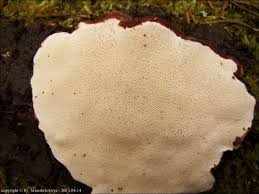 Attēlu rezultāti vaicājumam “Heterobasidion parviporum”